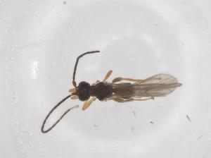  ( - CBG-A55809-D08)  @11 [ ] CreativeCommons - Attribution Share - Alike (2024) Centre for Biodiversity Genomics Centre for Biodiversity Genomics