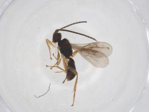  ( - CBG-A55809-E04)  @11 [ ] CreativeCommons - Attribution Share - Alike (2024) Centre for Biodiversity Genomics Centre for Biodiversity Genomics