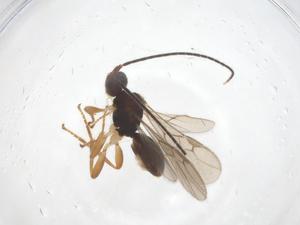  ( - CBG-A55809-F01)  @11 [ ] CreativeCommons - Attribution Share - Alike (2024) Centre for Biodiversity Genomics Centre for Biodiversity Genomics