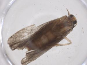  ( - CBG-A55818-C06)  @11 [ ] CreativeCommons - Attribution Share - Alike (2024) Centre for Biodiversity Genomics Centre for Biodiversity Genomics