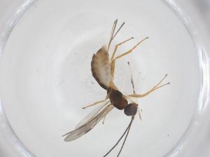  ( - CBG-A55819-C10)  @11 [ ] CreativeCommons - Attribution Share - Alike (2024) Centre for Biodiversity Genomics Centre for Biodiversity Genomics