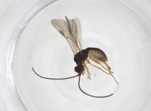  ( - CBG-A55821-A06)  @11 [ ] CreativeCommons - Attribution Share - Alike (2024) Centre for Biodiversity Genomics Centre for Biodiversity Genomics