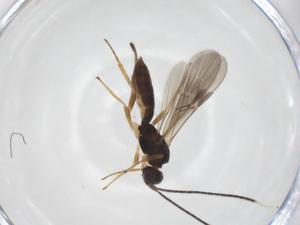  ( - CBG-A55832-D08)  @11 [ ] CreativeCommons - Attribution Share - Alike (2024) Centre for Biodiversity Genomics Centre for Biodiversity Genomics