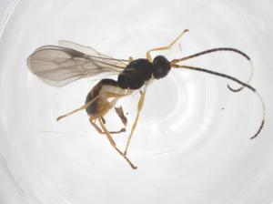  ( - CBG-A55838-H06)  @11 [ ] CreativeCommons - Attribution Share - Alike (2024) Centre for Biodiversity Genomics Centre for Biodiversity Genomics