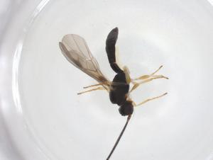  ( - CBG-A55839-F02)  @11 [ ] CreativeCommons - Attribution Share - Alike (2024) Centre for Biodiversity Genomics Centre for Biodiversity Genomics