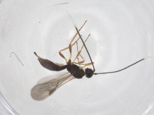  ( - CBG-A55846-F05)  @11 [ ] CreativeCommons - Attribution Share - Alike (2024) Centre for Biodiversity Genomics Centre for Biodiversity Genomics