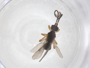  ( - CBG-A56244-A04)  @11 [ ] CreativeCommons - Attribution Share - Alike (2024) Centre for Biodiversity Genomics Centre for Biodiversity Genomics