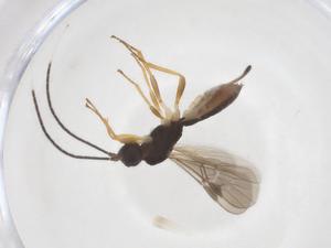  ( - CBG-A56250-B05)  @11 [ ] CreativeCommons - Attribution Share - Alike (2024) Centre for Biodiversity Genomics Centre for Biodiversity Genomics