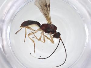  ( - CBG-A56254-D12)  @11 [ ] CreativeCommons - Attribution Share - Alike (2024) Centre for Biodiversity Genomics Centre for Biodiversity Genomics