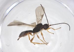  (Heterospilus Malaise7787 - CBG-A56256-G07)  @11 [ ] CreativeCommons - Attribution Share - Alike (2024) Centre for Biodiversity Genomics Centre for Biodiversity Genomics