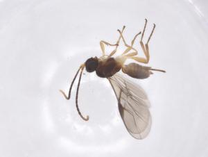  ( - CBG-A56258-D03)  @11 [ ] CreativeCommons - Attribution Share - Alike (2024) Centre for Biodiversity Genomics Centre for Biodiversity Genomics