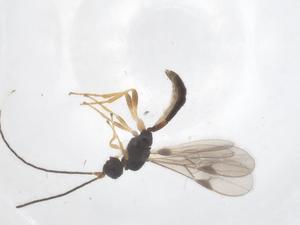  ( - CBG-A56259-F11)  @11 [ ] CreativeCommons - Attribution Share - Alike (2024) Centre for Biodiversity Genomics Centre for Biodiversity Genomics