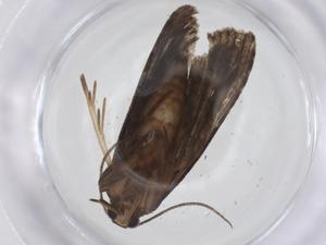  ( - CBG-A56260-E07)  @11 [ ] CreativeCommons - Attribution Share - Alike (2024) Centre for Biodiversity Genomics Centre for Biodiversity Genomics