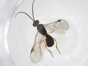  ( - CBG-A56261-B04)  @11 [ ] CreativeCommons - Attribution Share - Alike (2024) Centre for Biodiversity Genomics Centre for Biodiversity Genomics