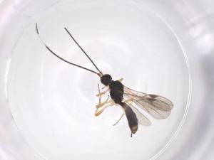  ( - CBG-A56262-A12)  @11 [ ] CreativeCommons - Attribution Share - Alike (2024) Centre for Biodiversity Genomics Centre for Biodiversity Genomics