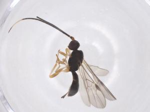  ( - CBG-A56265-G07)  @11 [ ] CreativeCommons - Attribution Share - Alike (2024) Centre for Biodiversity Genomics Centre for Biodiversity Genomics