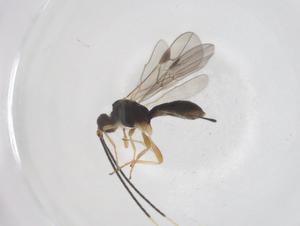  ( - CBG-A56266-B07)  @11 [ ] CreativeCommons - Attribution Share - Alike (2024) Centre for Biodiversity Genomics Centre for Biodiversity Genomics