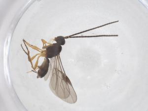  ( - CBG-A56273-B05)  @11 [ ] CreativeCommons - Attribution Share - Alike (2024) Centre for Biodiversity Genomics Centre for Biodiversity Genomics