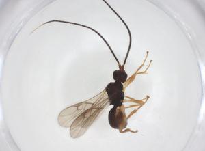  ( - CBG-A56280-B11)  @11 [ ] CreativeCommons - Attribution Share - Alike (2024) Centre for Biodiversity Genomics Centre for Biodiversity Genomics