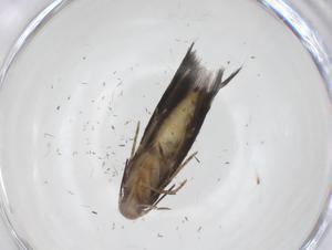  ( - CBG-A56794-D06)  @11 [ ] CreativeCommons - Attribution Share - Alike (2024) Centre for Biodiversity Genomics Centre for Biodiversity Genomics