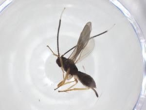  ( - CBG-A56794-D11)  @11 [ ] CreativeCommons - Attribution Share - Alike (2024) Centre for Biodiversity Genomics Centre for Biodiversity Genomics