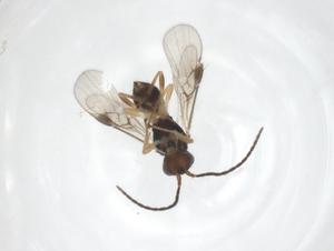  ( - CBG-A56794-H06)  @11 [ ] CreativeCommons - Attribution Share - Alike (2024) Centre for Biodiversity Genomics Centre for Biodiversity Genomics