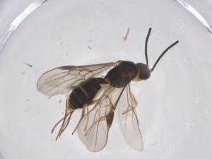  ( - CBG-A56807-F09)  @11 [ ] CreativeCommons - Attribution Share - Alike (2024) Centre for Biodiversity Genomics Centre for Biodiversity Genomics