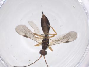  ( - CBG-A56807-F12)  @11 [ ] CreativeCommons - Attribution Share - Alike (2024) Centre for Biodiversity Genomics Centre for Biodiversity Genomics