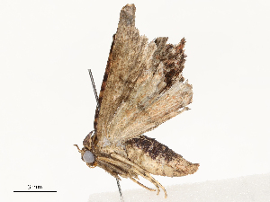  ( - CBG-A58710-D06)  @11 [ ] CreativeCommons - Attribution Share - Alike (2025) CBG Photography Group Centre for Biodiversity Genomics