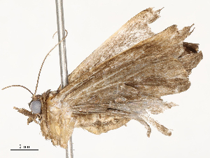  (Ostha BioLep1623 - CBG-A59560-A07)  @11 [ ] CreativeCommons - Attribution Share - Alike (2025) CBG Photography Group Centre for Biodiversity Genomics