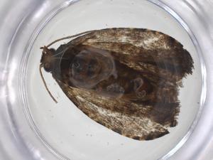  ( - CBG-A62152-H07)  @11 [ ] CreativeCommons - Attribution Share - Alike (2025) Centre for Biodiversity Genomics Centre for Biodiversity Genomics