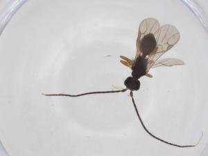  ( - CBG-A62155-B09)  @11 [ ] CreativeCommons - Attribution Share - Alike (2025) Centre for Biodiversity Genomics Centre for Biodiversity Genomics