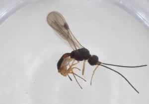  (Heterospilus Malaise7786 - CBG-A62155-C03)  @11 [ ] CreativeCommons - Attribution Share - Alike (2025) Centre for Biodiversity Genomics Centre for Biodiversity Genomics