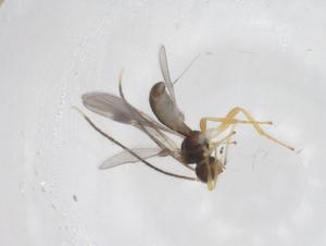  ( - CBG-A62155-G04)  @11 [ ] CreativeCommons - Attribution Share - Alike (2025) Centre for Biodiversity Genomics Centre for Biodiversity Genomics