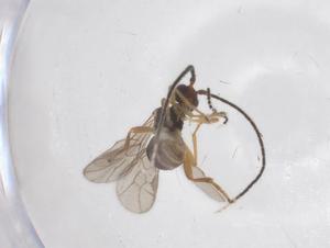  ( - CBG-A62157-C10)  @11 [ ] CreativeCommons - Attribution Share - Alike (2025) Centre for Biodiversity Genomics Centre for Biodiversity Genomics