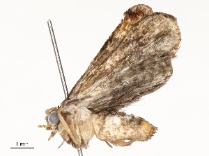  ( - CBG-A62872-D01)  @11 [ ] CreativeCommons - Attribution Share - Alike (2025) CBG Photography Group Centre for Biodiversity Genomics