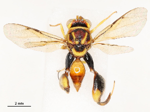  (chalMalaise01 Malaise1337 - CBG-A62872-H01)  @11 [ ] CreativeCommons - Attribution Share - Alike (2025) CBG Photography Group Centre for Biodiversity Genomics