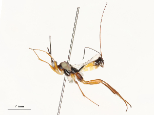  ( - CBG-A62873-B06)  @11 [ ] CreativeCommons - Attribution Share - Alike (2025) CBG Photography Group Centre for Biodiversity Genomics