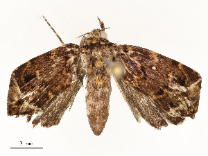  (ereMalaise01 Malaise2386 - CBG-A62873-G08)  @11 [ ] CreativeCommons - Attribution Share - Alike (2025) CBG Photography Group Centre for Biodiversity Genomics