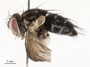  (Lixophaga Malaise7535 - CBG-A62874-C01)  @11 [ ] CreativeCommons - Attribution Share - Alike (2025) CBG Photography Group Centre for Biodiversity Genomics