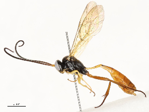  (Dusona W-1 - CBG-A62875-C06)  @11 [ ] CreativeCommons - Attribution Share - Alike (2025) CBG Photography Group Centre for Biodiversity Genomics