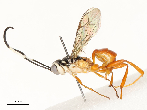  ( - CBG-A62875-C09)  @11 [ ] CreativeCommons - Attribution Share - Alike (2025) CBG Photography Group Centre for Biodiversity Genomics