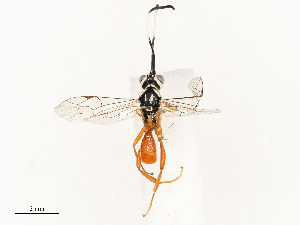  ( - CBG-A62919-A12)  @11 [ ] CreativeCommons - Attribution Share - Alike (2025) CBG Photography Group Centre for Biodiversity Genomics
