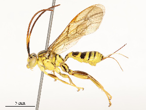  ( - CBG-A62919-D05)  @11 [ ] CreativeCommons - Attribution Share - Alike (2025) CBG Photography Group Centre for Biodiversity Genomics