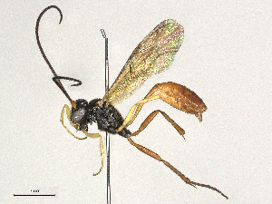  (Dusona W-1 - CBG-A62920-G10)  @11 [ ] CreativeCommons - Attribution Share - Alike (2025) CBG Photography Group Centre for Biodiversity Genomics