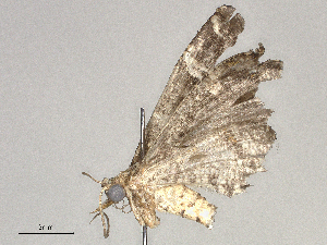  ( - CBG-A62920-G12)  @11 [ ] CreativeCommons - Attribution Share - Alike (2025) CBG Photography Group Centre for Biodiversity Genomics