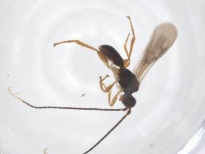  ( - CBG-A63533-H11)  @11 [ ] CreativeCommons - Attribution Share - Alike (2025) Centre for Biodiversity Genomics Centre for Biodiversity Genomics