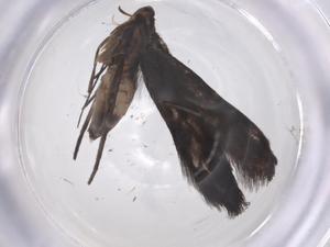  (ereMalaise01 ereMalaise8877 - CBG-A63535-H05)  @11 [ ] CreativeCommons - Attribution Share - Alike (2025) Centre for Biodiversity Genomics Centre for Biodiversity Genomics