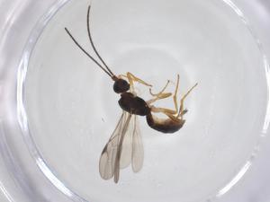  ( - CBG-A63537-E11)  @11 [ ] CreativeCommons - Attribution Share - Alike (2025) Centre for Biodiversity Genomics Centre for Biodiversity Genomics