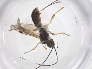  ( - CBG-A63539-C01)  @11 [ ] CreativeCommons - Attribution Share - Alike (2025) Centre for Biodiversity Genomics Centre for Biodiversity Genomics